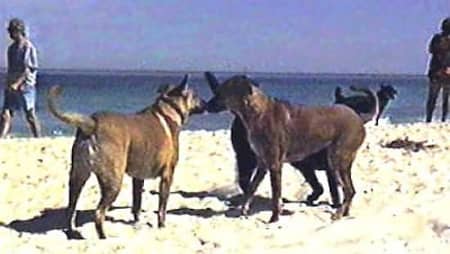 dog beach2