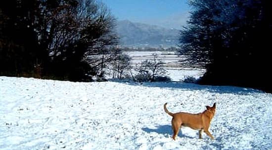 snow1