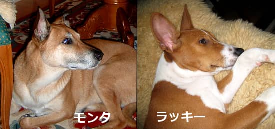 monta and lucky