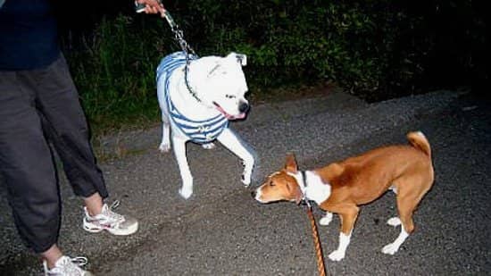 big friend